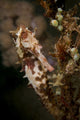 Large mottled thorny seahorse clinging to seaweed with green and white tunicates.
