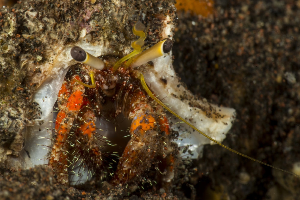 Red and Yellow Hairy Hermit Crab Poster Print by Stocktrek Images