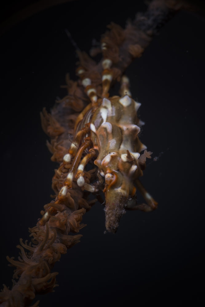Orange and white xeno crab on orange whip coral poster print
