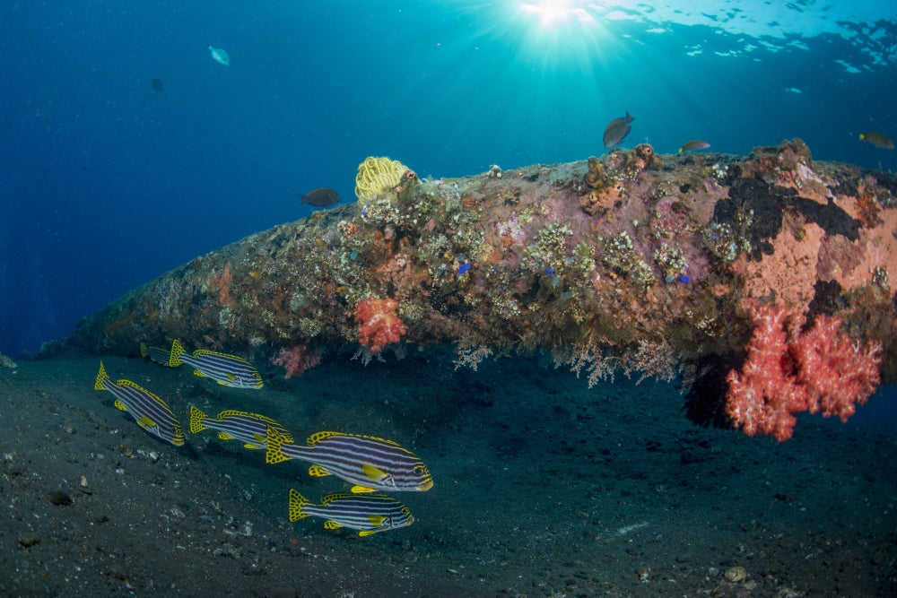Small school of Indian Ocean oriental sweetlips poster print showcasing vibrant marine life.