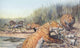 Repenomamus mammals hunting for prey poster print showcasing Mid-Jurassic scene.
