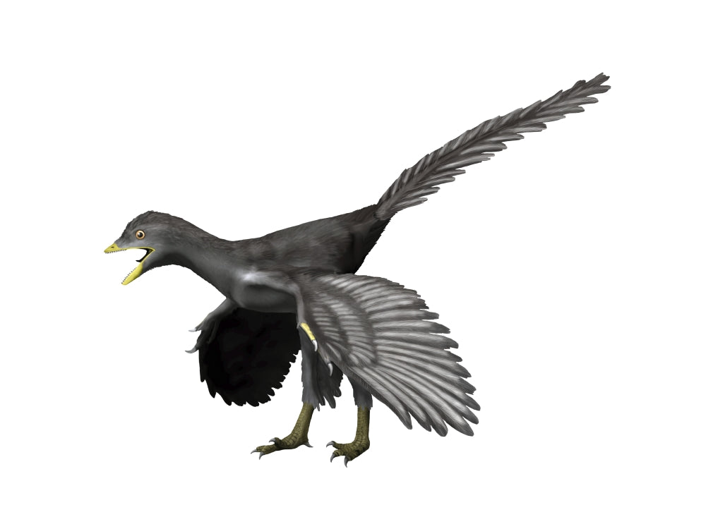 Archaeopteryx lithographica Late Jurassic Poster Print showcasing a feathered dinosaur.