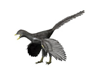 Archaeopteryx lithographica Late Jurassic Poster Print showcasing a feathered dinosaur.
