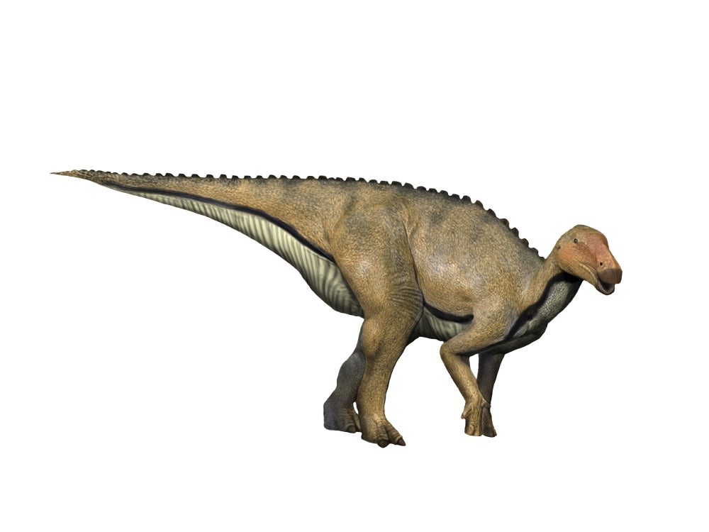 Koshisaurus Ornithopod Poster Print from Early Cretaceous