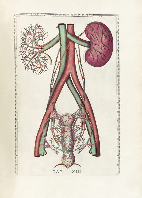 The Science of Human Anatomy Poster Print showcasing intricate anatomical illustrations