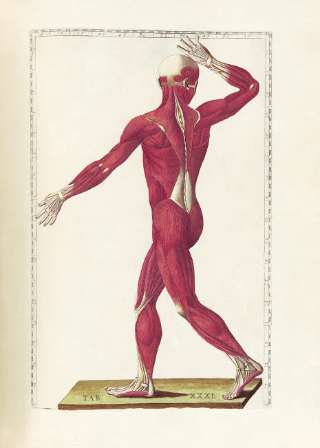 The Science of Human Anatomy Poster Print by Bartholomeo Eustachi, featuring detailed anatomical illustrations.