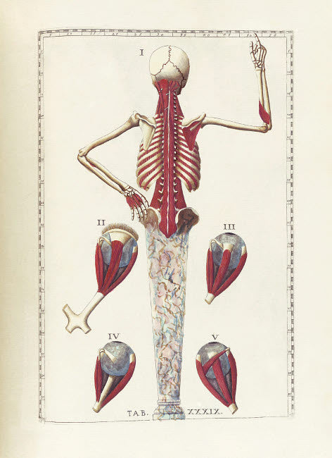 The Science of Human Anatomy Poster Print showcasing detailed anatomical illustrations