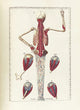 The Science of Human Anatomy Poster Print showcasing detailed anatomical illustrations