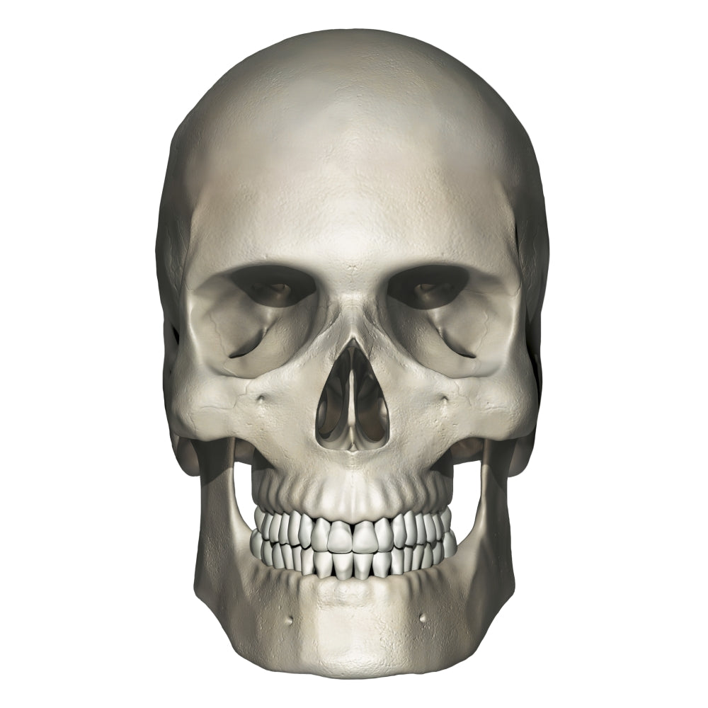 Anterior view illustration of human skull anatomy poster print