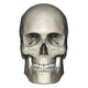 Anterior view illustration of human skull anatomy poster print