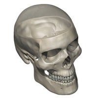 Three Quarters View of Human Skull Anatomy with Transparent Calvarium Poster Print.