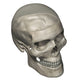 Three Quarters View of Human Skull Anatomy with Transparent Calvarium Poster Print.