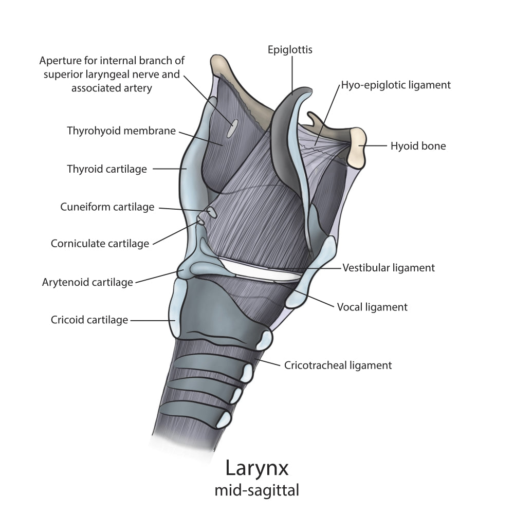 Mid-Sagittal Larynx Anatomy Poster Print with Annotations