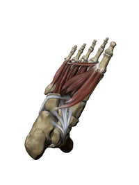 Human foot anatomy poster print featuring intermediate and deep muscles with bone structures.