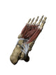Human foot anatomy poster print featuring intermediate and deep muscles with bone structures.