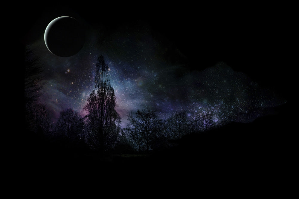 Magical Night Forest Landscape Poster Print