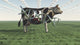 GMO Business Cow Poster Print by Bruce Rolff featuring a cow in a business setting.