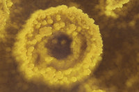 Dallol geothermal area potassium salt deposits poster print from Ethiopia.