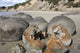 Moeraki Boulders Poster Print showcasing stunning geological formations at Koekohe Beach, New Zealand.