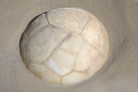Moeraki Boulders Poster Print showcasing spherical septarian concretions on Koekohe Beach, New Zealand.