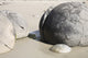 Moeraki Boulders poster print showcasing spherical septarian concretions on Koekohe Beach, New Zealand.