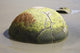 Moeraki Boulders Poster Print showcasing spherical septarian concretions on Koekohe Beach, New Zealand.