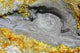 November 2007 hot spring at White Island volcano poster print