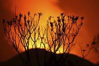 Bush silhouetted against the glow of lava in Nyamuragira Volcano crater during the Kimanura eruption.