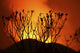 Bush silhouetted against the glow of lava in Nyamuragira Volcano crater during the Kimanura eruption.