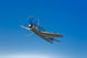 Grumman F8F Bearcat in flight near Chino, California poster print.