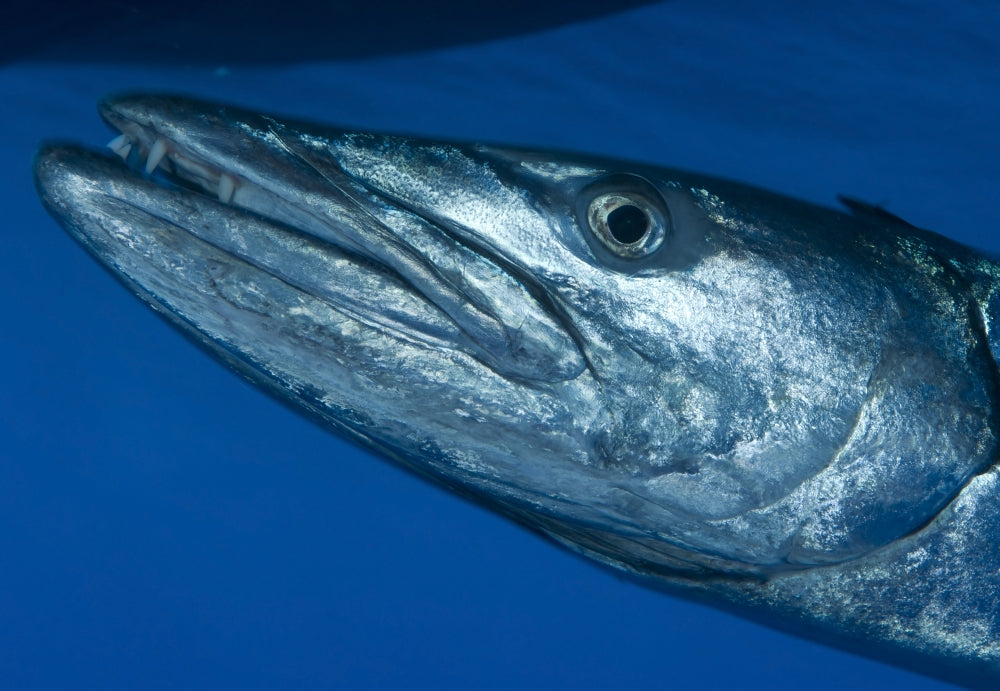 Facial view of a great barracuda poster print from Papua New Guinea.