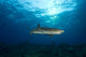 Whitetip Reef Shark full body view poster print with sunset at Fathers Reef, Kimbe Bay, Papua New Guinea.