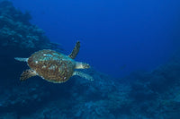 Hawksbill Sea Turtle free swimming in Kimbe Bay, Papua New Guinea Poster Print