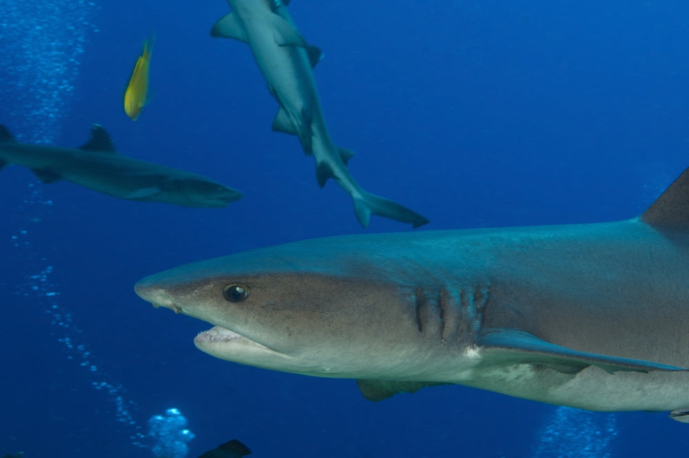 Whitetip Reef Shark close-up poster print from Kimbe Bay, Papua New Guinea.