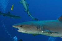 Whitetip Reef Shark close-up poster print from Kimbe Bay, Papua New Guinea.