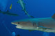 Whitetip Reef Shark close-up poster print from Kimbe Bay, Papua New Guinea.