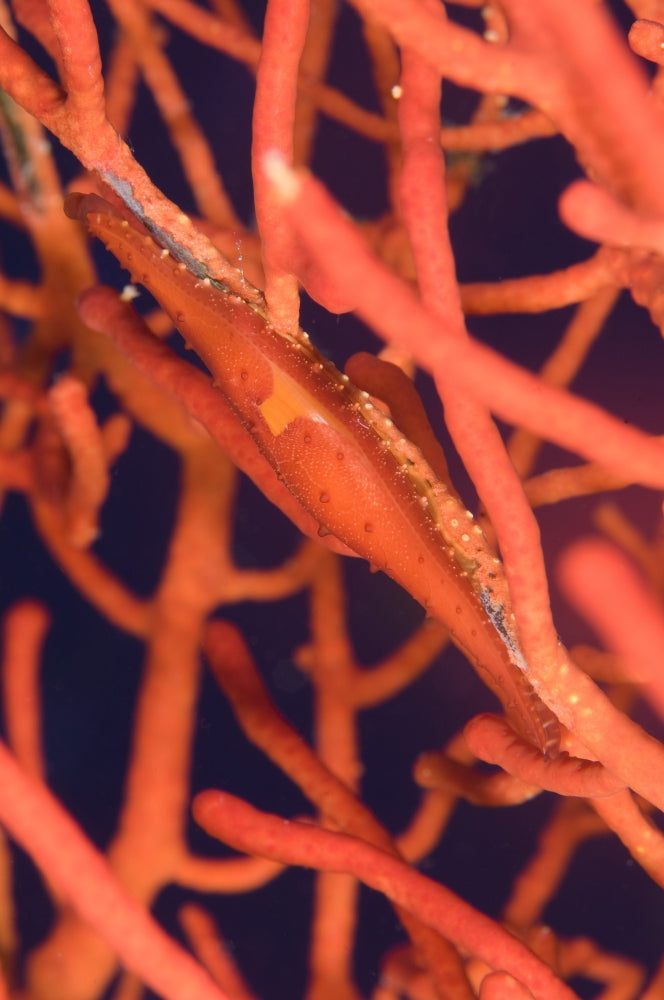 Bright Red Cowrie on Coral from Kimbe Bay, Papua New Guinea Poster Print