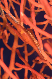 Bright Red Cowrie on Coral from Kimbe Bay, Papua New Guinea Poster Print