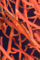 Bright Red Cowrie on Coral from Kimbe Bay, Papua New Guinea Poster Print