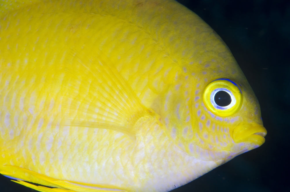 Golden Damsel Fish Poster Print showcasing Amblyglyphidodon aureus from Kimbe Bay.
