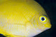 Golden Damsel Fish Poster Print showcasing Amblyglyphidodon aureus from Kimbe Bay.