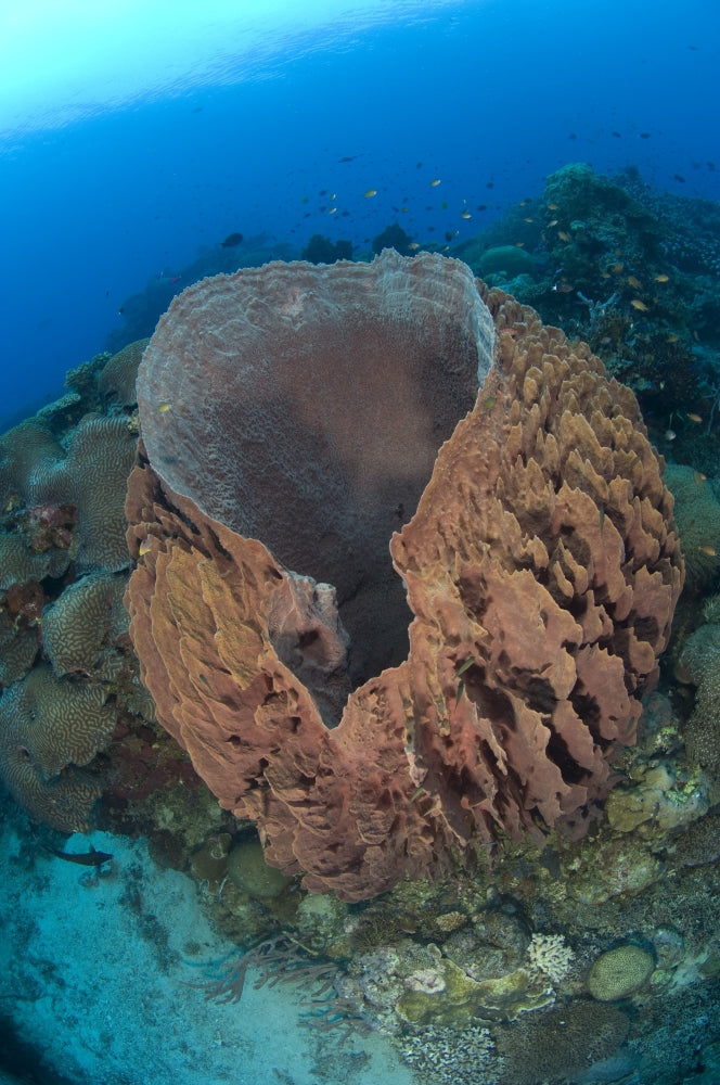 Barrel sponge (Xestosongia testudinaria) poster print at Kimbe Bay reef wall.