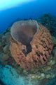 Barrel sponge (Xestosongia testudinaria) poster print at Kimbe Bay reef wall.
