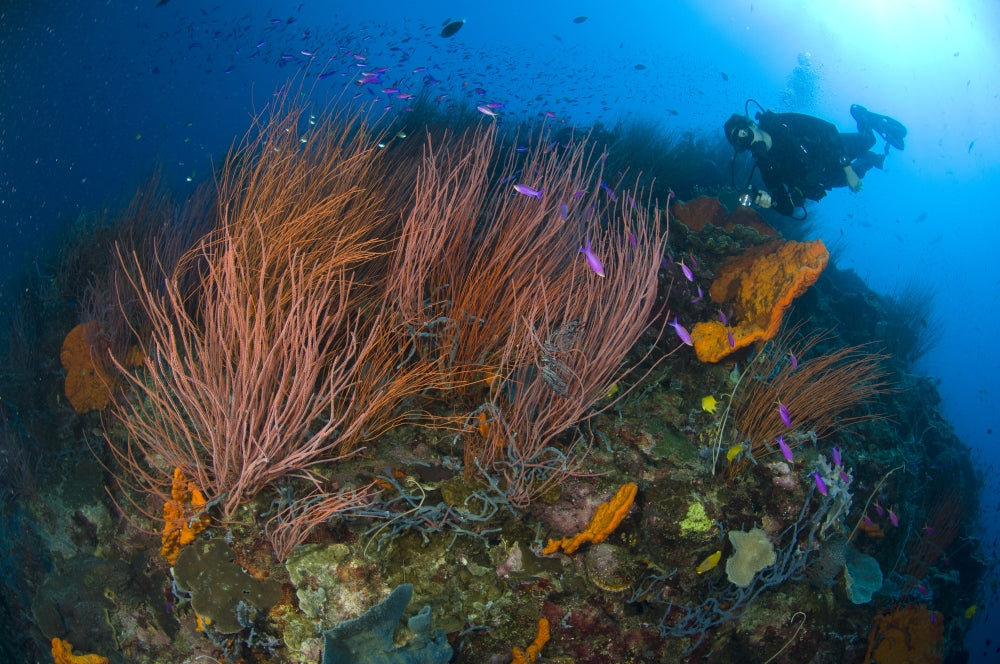 Red Whip Fan Coral with Diver and Purple Athias in Kimbe Bay Poster Print