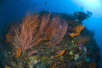 Red Whip Fan Coral with Diver and Purple Athias in Kimbe Bay Poster Print
