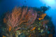 Red Whip Fan Coral with Diver and Purple Athias in Kimbe Bay Poster Print