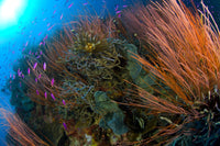 Colony of red whip fan coral with various fish species in Kimbe Bay, Papua New Guinea poster print