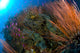 Colony of red whip fan coral with various fish species in Kimbe Bay, Papua New Guinea poster print