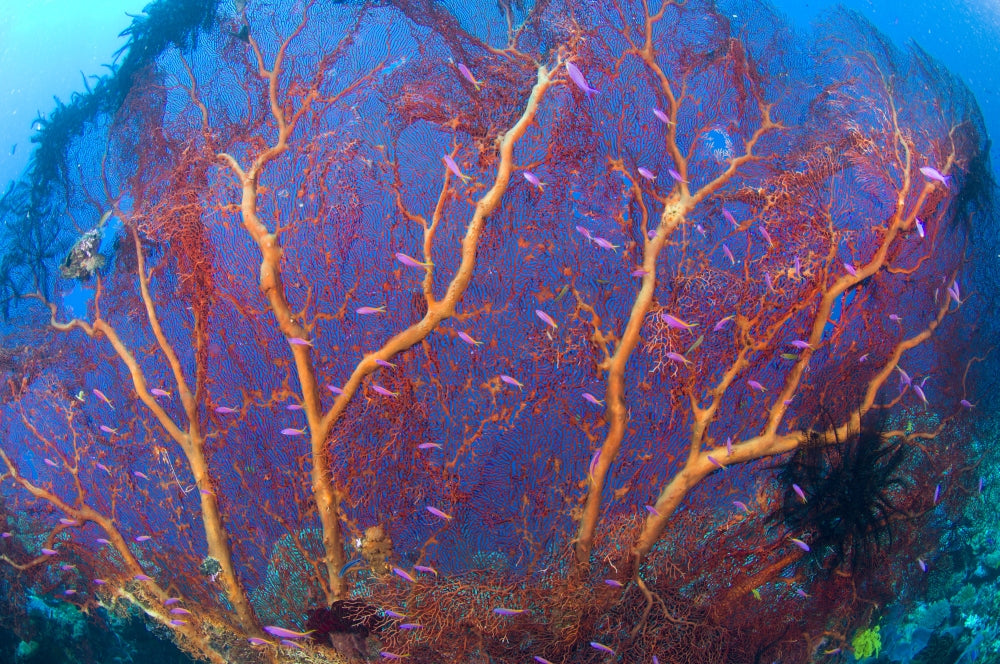 Red Sea Fan (Melthaea sp.) with purple anthias fish in Kimbe Bay, Papua New Guinea poster print.