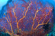 Red Sea Fan (Melthaea sp.) with purple anthias fish in Kimbe Bay, Papua New Guinea poster print.